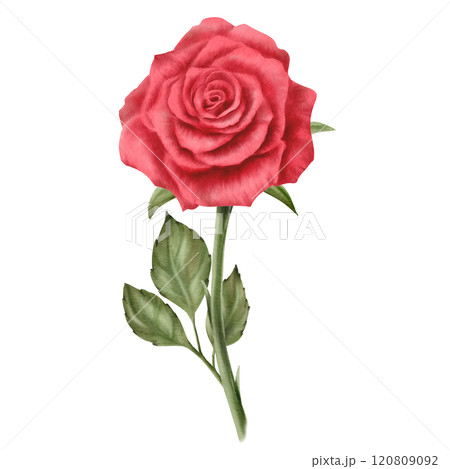 Red rose with stem and leaves in realistic style in watercolor as a symbol of love, passion and desire.Hand-drawn illustration for Valentine's Day, March 8, Mother's Day,Memorial day,public holiday 120809092