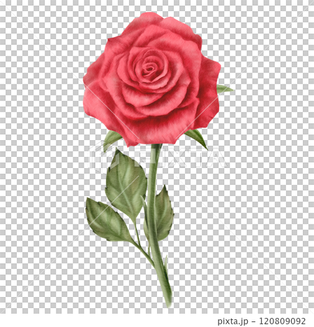 Red rose with stem and leaves in realistic style in watercolor as a symbol of love, passion and desire.Hand-drawn illustration for Valentine's Day, March 8, Mother's Day,Memorial day,public holiday 120809092