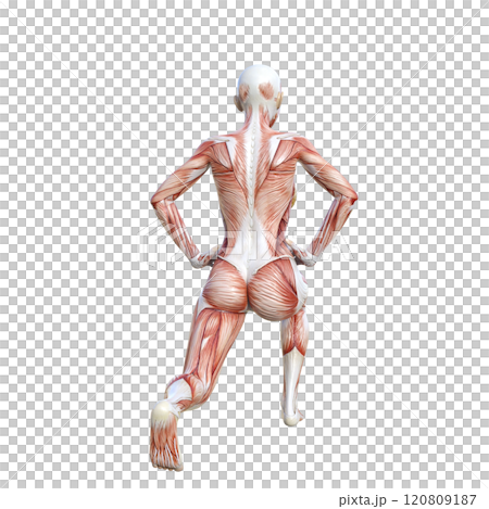 筋肉解剖図の女性がスプリットスクワットをする後ろ向き全身3Dイラスト（スクワット姿勢） 120809187