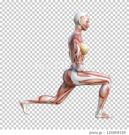 筋肉解剖図の女性がスプリットスクワットストレッチをする横向き全身3Dイラスト 筋肉解剖図の女性がスプリットスクワットストレッチをする横向き全身3Dイラスト 120809189