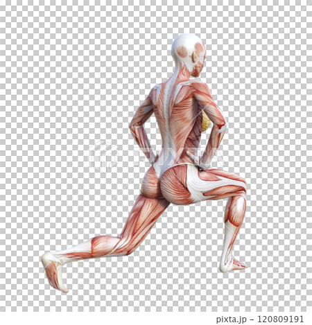 筋肉解剖図の女性がスプリットスクワットをする斜め後ろ向き全身3Dイラスト 120809191