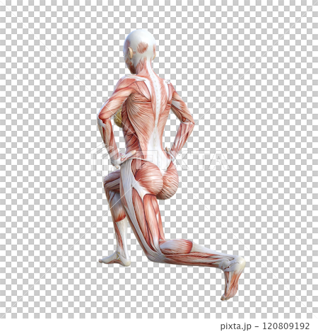 筋肉解剖図の女性がスプリットスクワットをする斜め後ろ向き3Dイラスト（左向き） 120809192