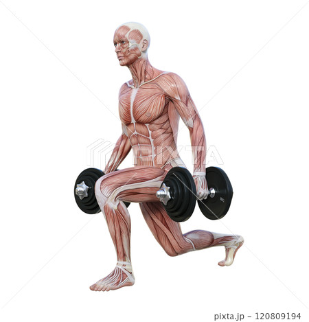 筋肉解剖図の男性がダンベルでスプリットスクワットをする左向き横向き全身3Dイラスト 120809194