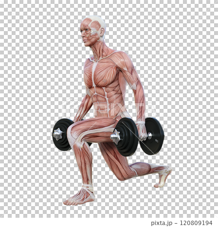 筋肉解剖図の男性がダンベルでスプリットスクワットをする左向き横向き全身3Dイラスト 120809194