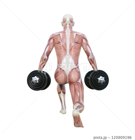 筋肉解剖図の男性がダンベルでスプリットスクワットをする後ろ向き全身3Dイラスト 120809196