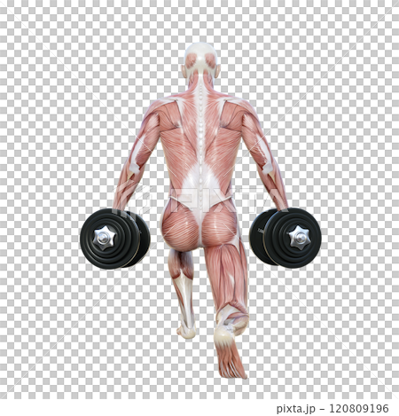 筋肉解剖図の男性がダンベルでスプリットスクワットをする後ろ向き全身3Dイラスト 120809196