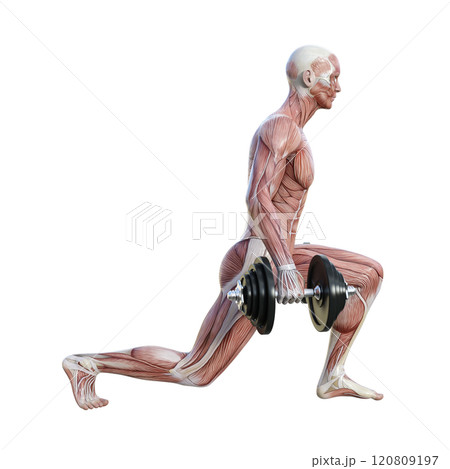 筋肉解剖図の男性がダンベルでスプリットスクワットをする横向き全身3Dイラスト 120809197