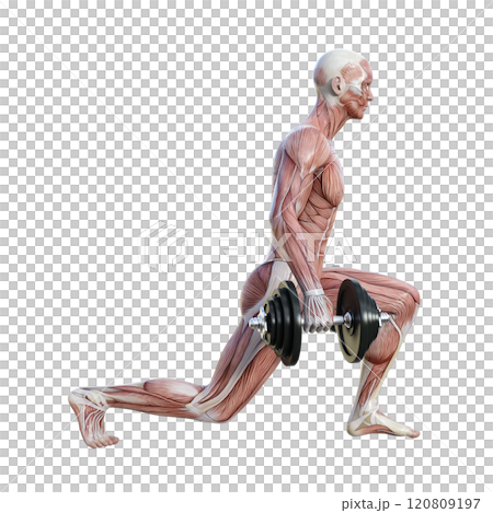 筋肉解剖図の男性がダンベルでスプリットスクワットをする横向き全身3Dイラスト 120809197