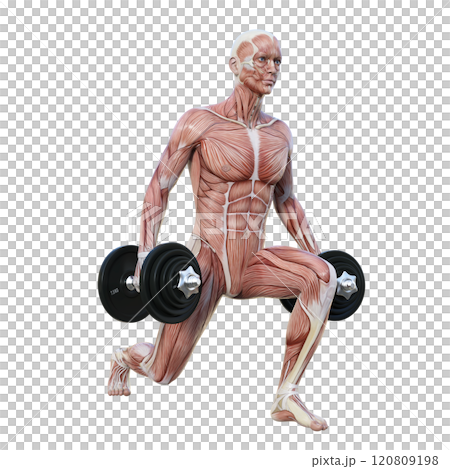 筋肉解剖図の男性がダンベルでスプリットスクワットをする斜め横向き3Dイラスト（右向き） 120809198