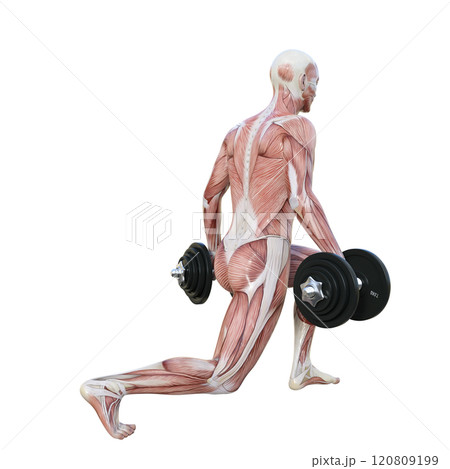 筋肉解剖図の男性がダンベルでスプリットスクワットをする横向き後ろ姿の3Dイラスト 120809199