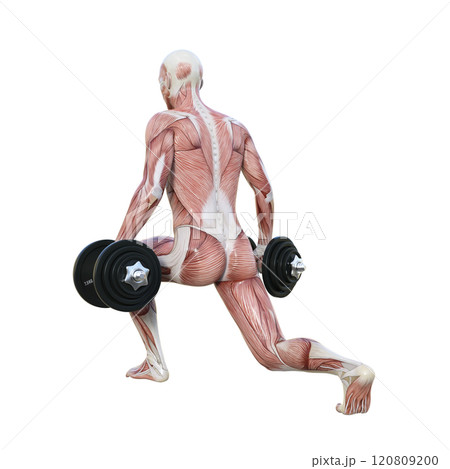 筋肉解剖図の男性がダンベルでスプリットスクワットをする後ろ向き3Dイラスト 120809200