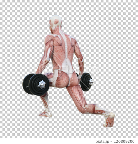 筋肉解剖図の男性がダンベルでスプリットスクワットをする後ろ向き3Dイラスト 120809200