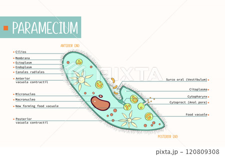 Paramecium structure labeled colorful illustrated on a white editable background. 120809308