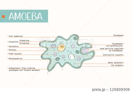 Vector illustration of amoeba anatomy. Labeled. Educational structure. Editable background. Vector illustration of amoeba anatomy. Labeled. Educational structure. Editable background. 120809309