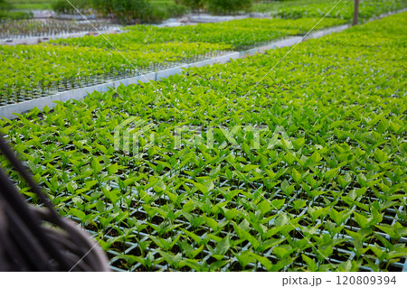 Growing seedlings of organic pepper in garden 120809394