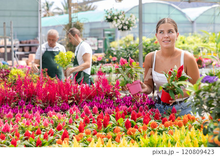 Young woman choosing celosia in flower shop 120809423