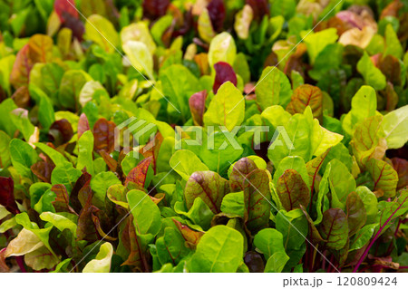 Leaves of growing chard salad in plant nursery 120809424