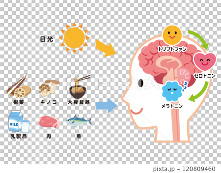 Serotonin secretion Tryptophan Melatonin Serotonin secretion Tryptophan Melatonin 120809460