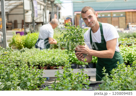 Young man holding mint in pot 120809485