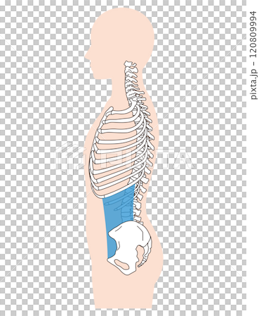 肋骨打開，下背呈拱形，正確的姿勢和下背呈拱形 120809994