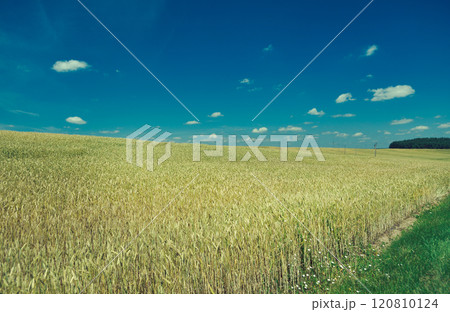 Field with Common wheat. Belarus landscap Field with Common wheat. Belarus landscap 120810124