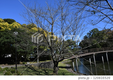 五十鈴公園と紅葉 五十鈴公園と紅葉 120810320