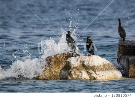 Waves breaking on the rocks next to cormorants 120810574