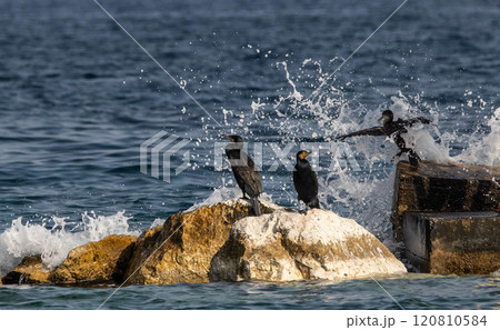 Waves breaking on the rocks next to cormorants Waves breaking on the rocks next to cormorants 120810584