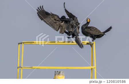 A Great Cormorant landing on a railing 120810586