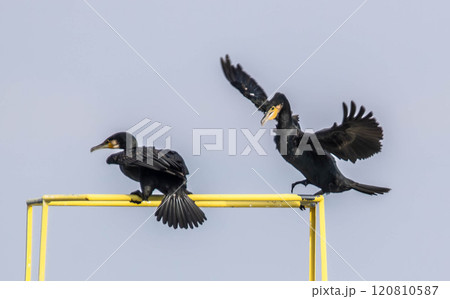 A Great Cormorant landing on a railing 120810587