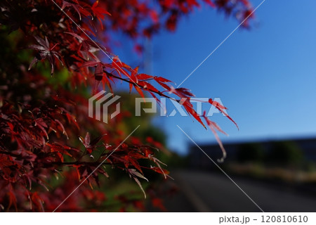 紅葉 120810610