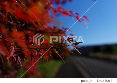 紅葉 120810611