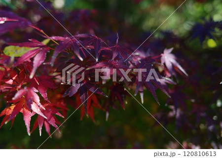 紅葉 120810613