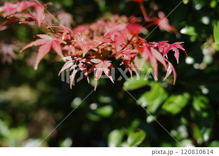 紅葉 紅葉 120810614