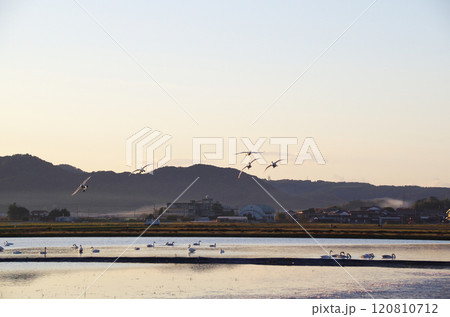 餌場から帰還したコハクチョウが塒の冬水田んぼの上空で旋回しながら着水に向かう光景 120810712