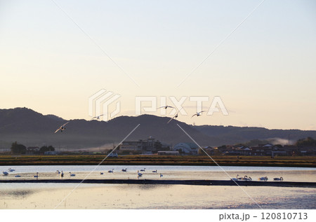 餌場から帰還したコハクチョウが塒の冬水田んぼの上空で旋回しながら着水に向かう光景 餌場から帰還したコハクチョウが塒の冬水田んぼの上空で旋回しながら着水に向かう光景 120810713