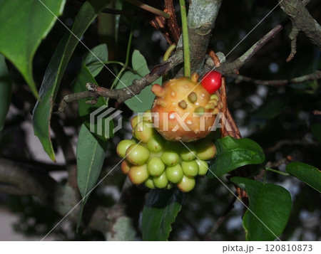 庭のサネカズラの実 庭のサネカズラの実 120810873