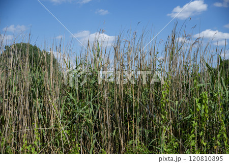 Reeds by the Lakeshore in a Summer Breeze 120810895