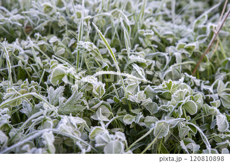 Frost-Covered Clover Leaves in Morning Chill Frost-Covered Clover Leaves in Morning Chill 120810898