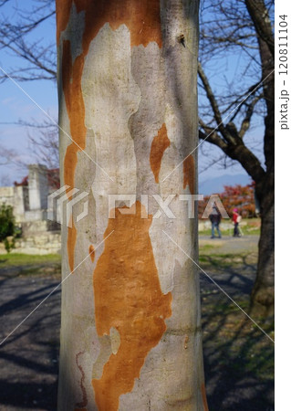 ナツツバキの幹の模様 ナツツバキの幹の模様 120811104