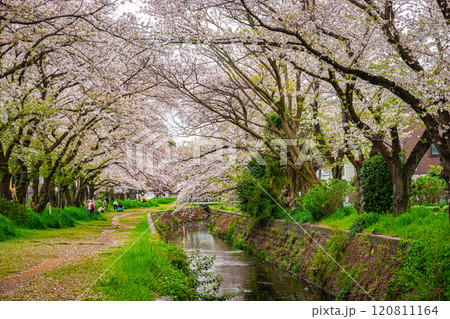 引地川千本桜 120811164