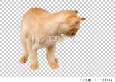 Adorable cream Burmese kitten standing against studio background. 120811333
