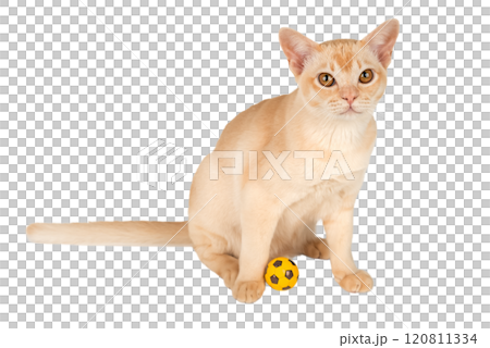 Burmese cream cat sits and plays with a ball on a transparent background. 120811334