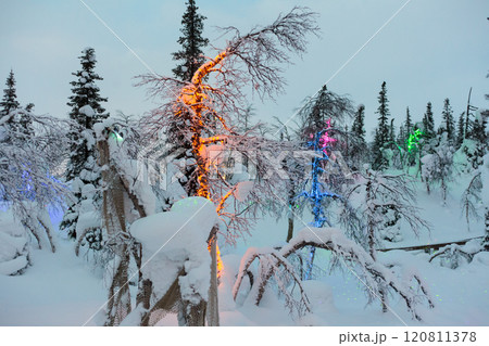 Magic forest at winter, Mysterious Forest in Murmansk region, Kirovsk, fantastic creation Magic forest at winter, Mysterious Forest in Murmansk region, Kirovsk, fantastic creation 120811378