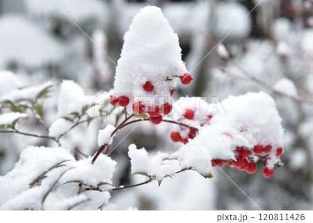 赤い南天の実に雪が積もる 赤い南天の実に雪が積もる 120811426