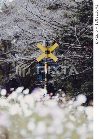 花と調和する踏切信号 花と調和する踏切信号 120811641