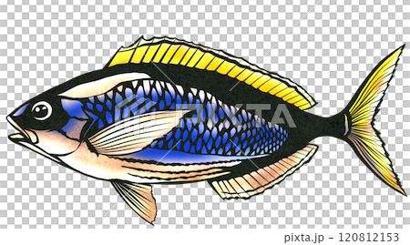 美麗的鹹水魚 Gurukun 的剪紙插圖 美麗的鹹水魚 Gurukun 的剪紙插圖 120812153