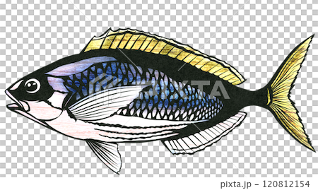 五顏六色的魚 Umeiromodoki 的剪貼畫 五顏六色的魚 Umeiromodoki 的剪貼畫 120812154