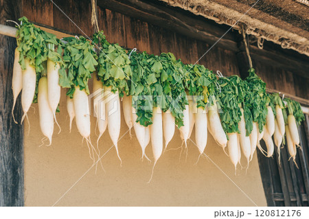 藁葺き屋根の家の軒下に干した大根 藁葺き屋根の家の軒下に干した大根 120812176