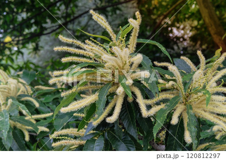 Castanea sativa is growing in garden. Blooming tree in park. Nature floral background. Cottage garden. Sunny day. 120812297